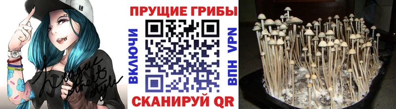 blacksprut   Иваново  Галлюциногенные грибы Cubensis 